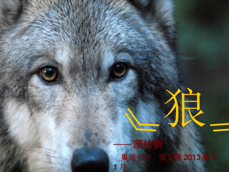 《狼》&狼专题张玉清_第1页