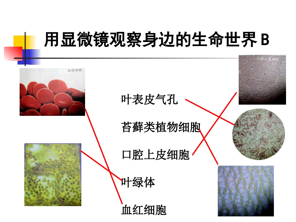 教科版小学科学六年级下册第一单元《用显微镜观察身边的生命世界》PPT课件之二_第2页