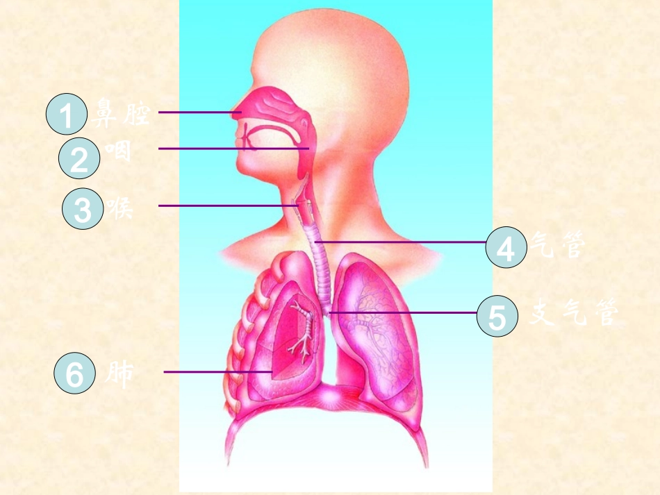 人体和外界环境的气体交换_第2页