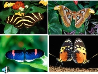 昆虫的生殖和发育 (2)