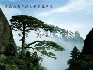五年级语文上册第五组1黄山奇松第一课时课件