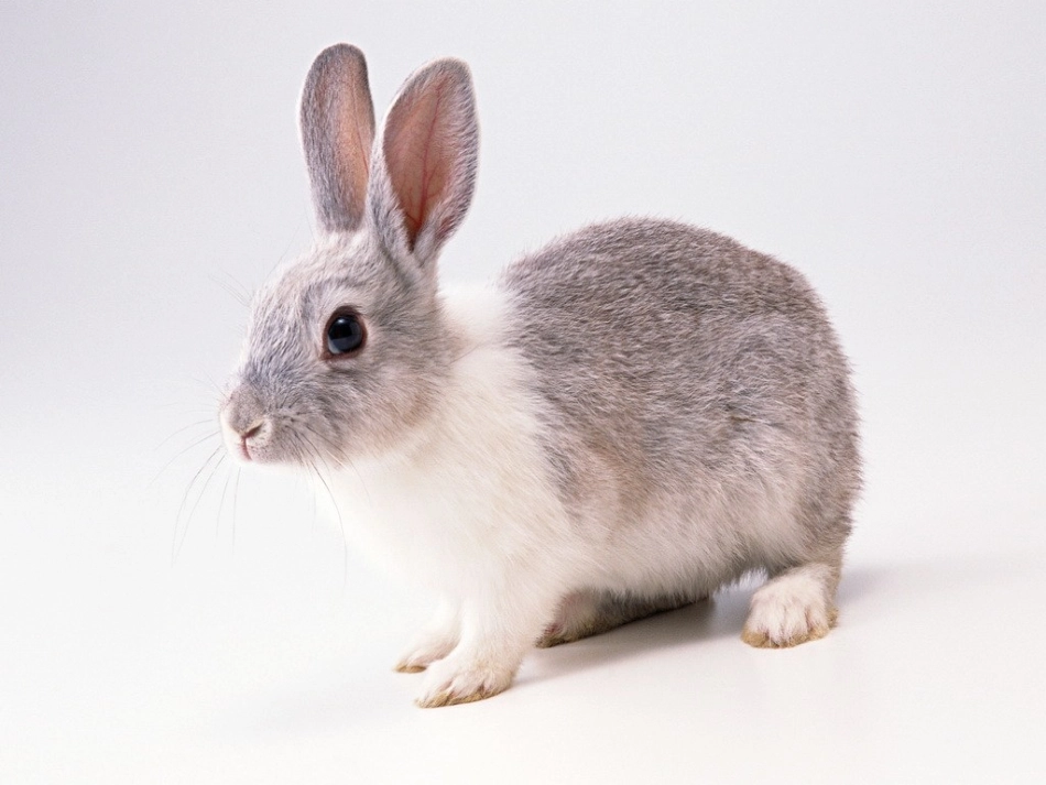 新版数学五年上尝试与猜测《鸡兔同笼》_第3页