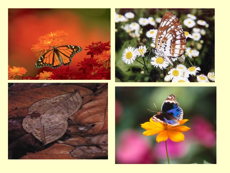 人教版必修二第7章第1节现代生物进化理论的由来（共32张PPT）_第2页