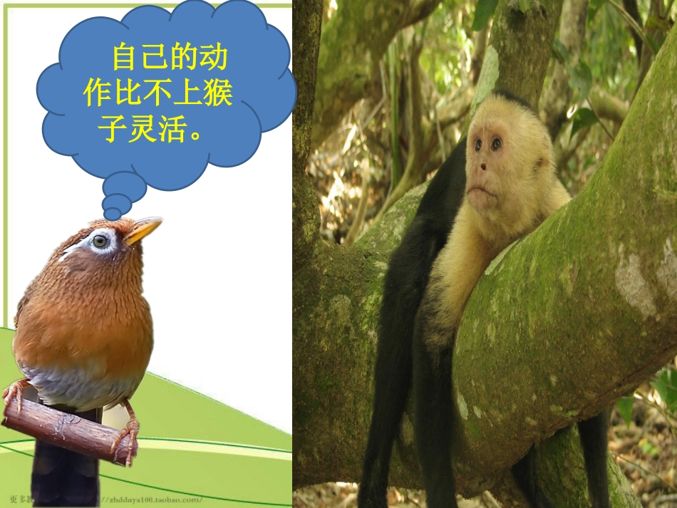 《小画眉》教学课件_第3页
