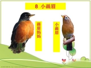 《小画眉》教学课件
