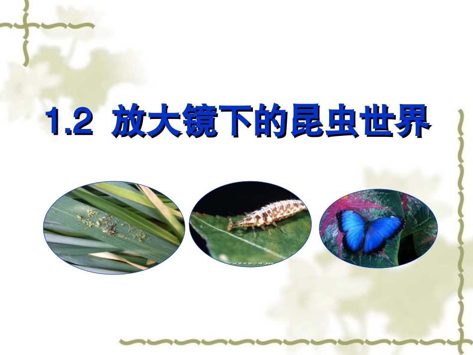 _放大镜下的昆虫世界_第1页