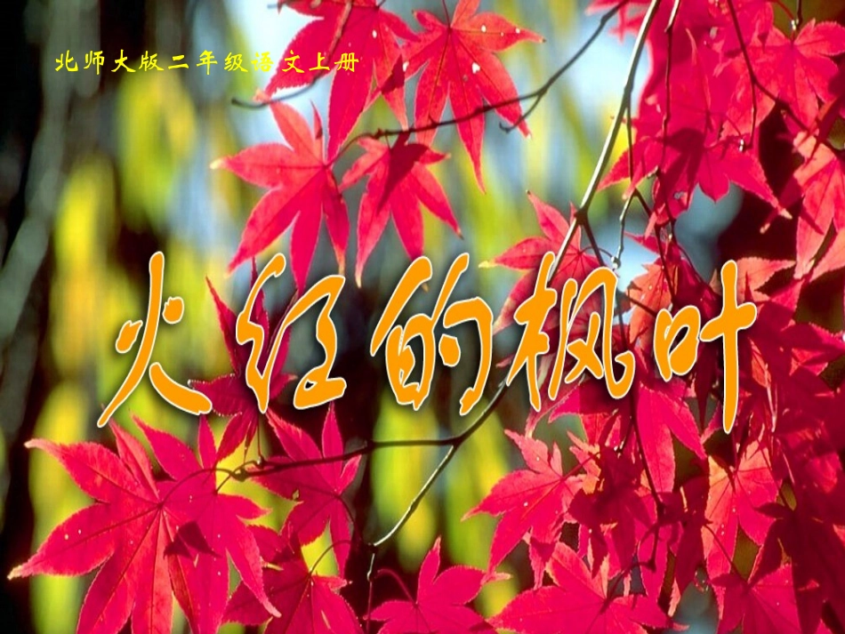 火红的枫叶课件2_第2页