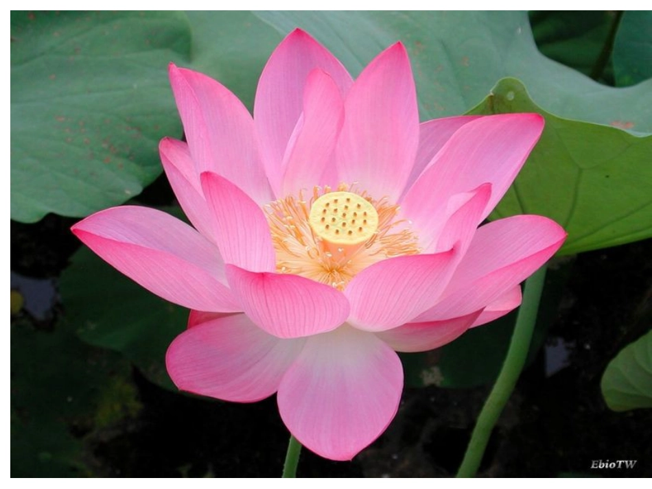 荷塘旧事 (2)_第3页