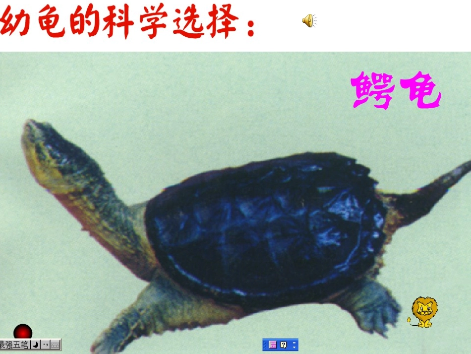 养龟幻灯片课件_第2页