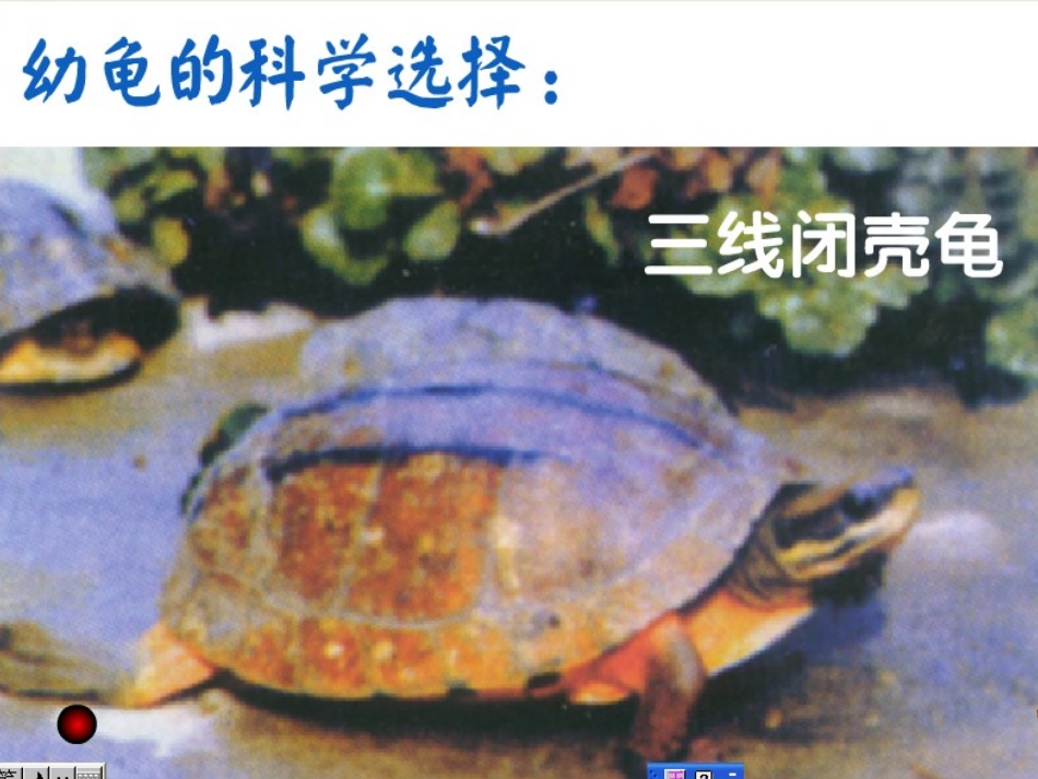 养龟幻灯片课件_第3页