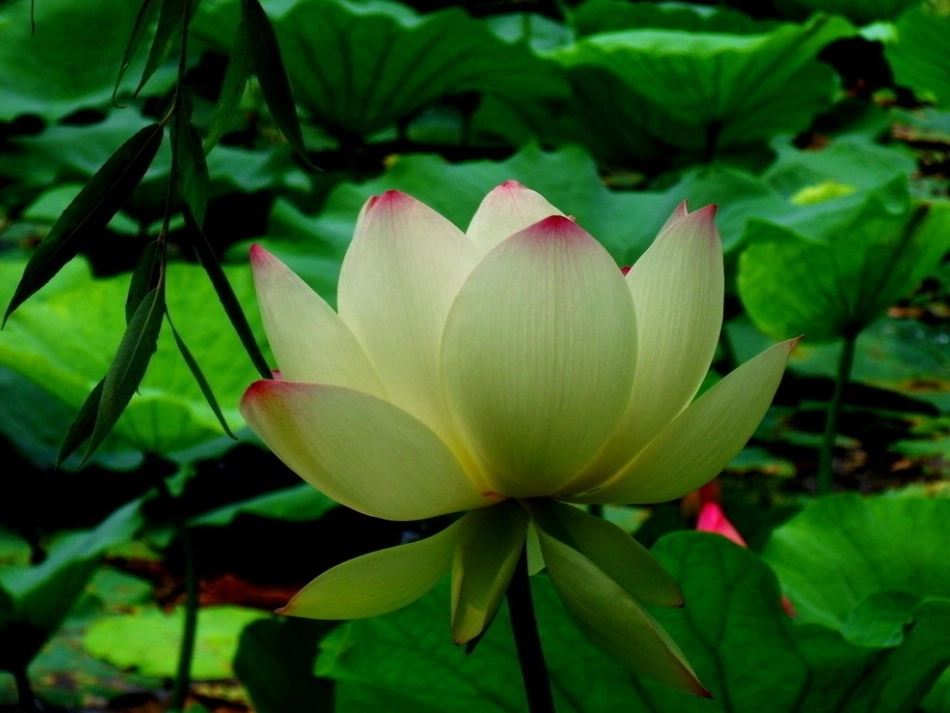 课荷花 课件_第3页