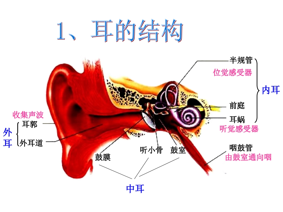 我们是怎样听到声音_第3页