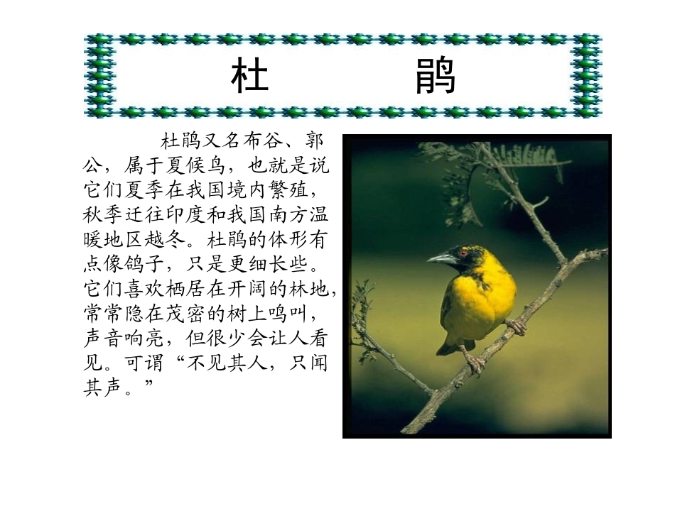 四年级语文下册第四组13夜莺的歌声第二课时课件_第3页