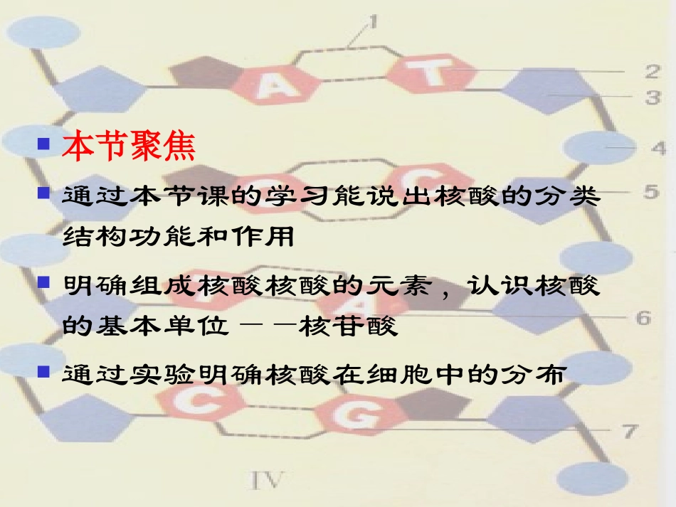 人教版必修1第2章第3节遗传信息的携带者——核酸（共22张PPT）_第2页