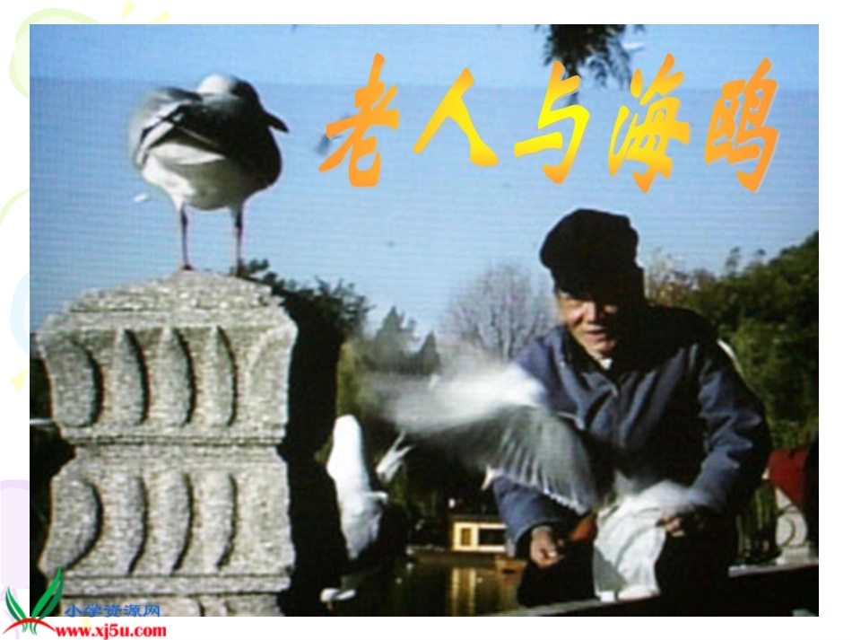 人教版六年级语文=上册《老人与海鸥》PPT课件1_第3页