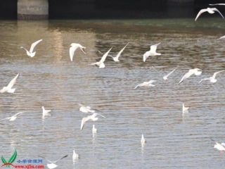 人教版六年级语文=上册《老人与海鸥》PPT课件1