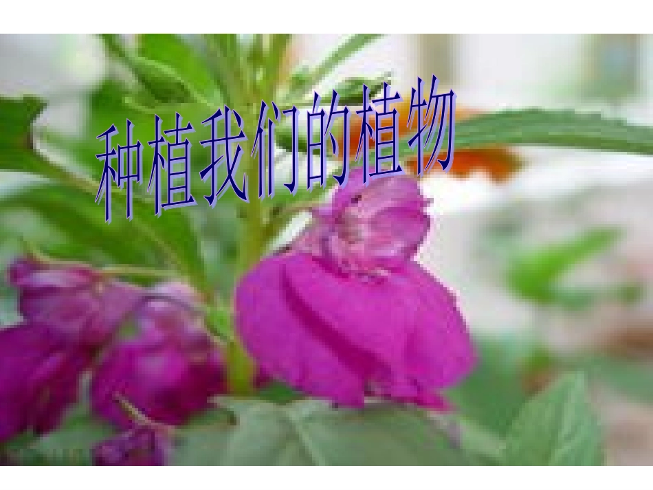 三年级科学下册_12种植我们的植物_教科版_第1页