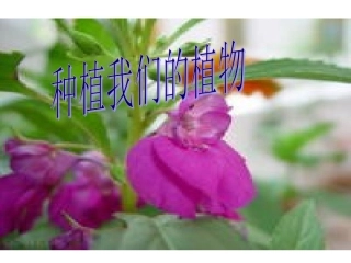 三年级科学下册_12种植我们的植物_教科版