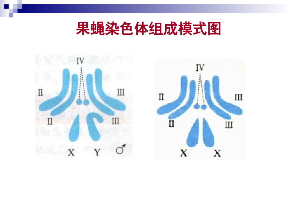 高三一轮复习_基因在染色体上_第3页