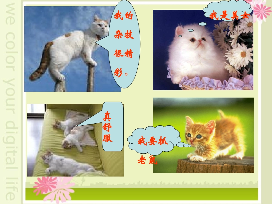 猫来小涛课件_第3页