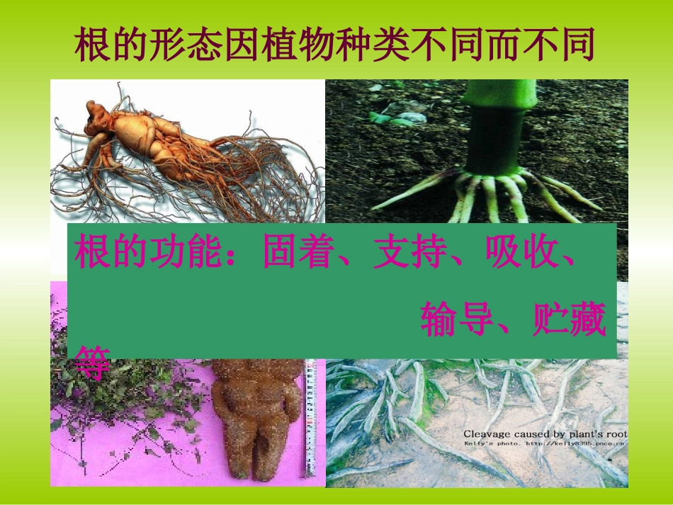 《植物根的生长》课件_第3页