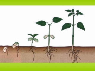 《植物根的生长》课件