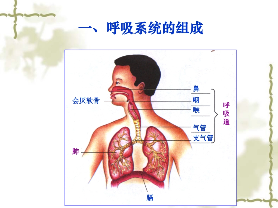 呼吸道对空气的处理上果用_第3页