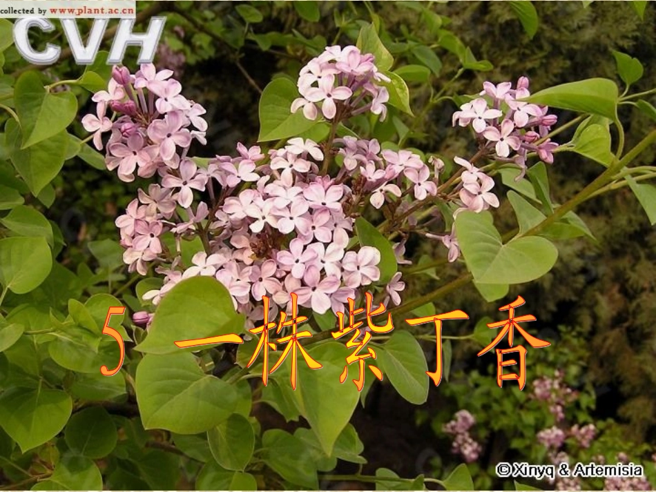 一株紫丁香 课件_第1页