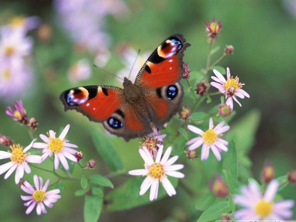 四年级语文下册第五组17触摸春天第二课时课件_第3页