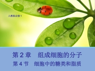 【生物】24细胞中的糖类和脂质课件1（人教版必修1）