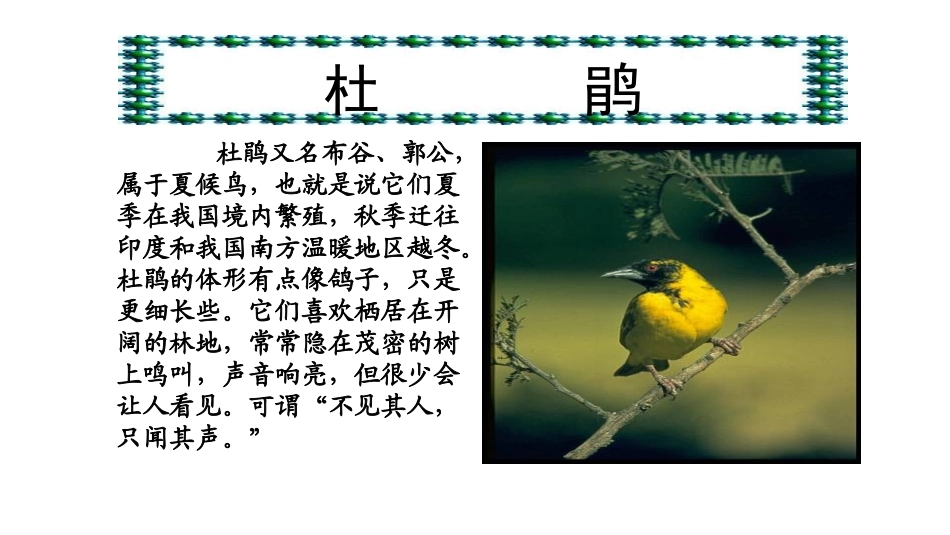 夜莺之歌课件1_第3页