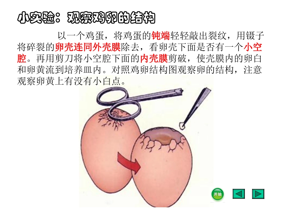《鸟类的生殖和发育》(2)_第2页