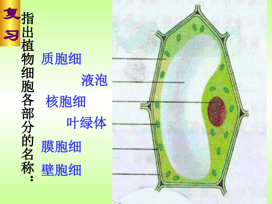 【】观察动物细胞课件2_第3页