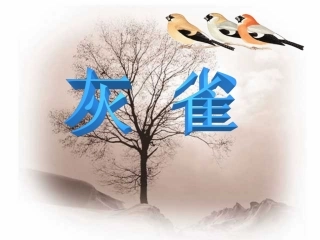 人教版小学语文三年级上册《灰雀》PPT课件 (2)