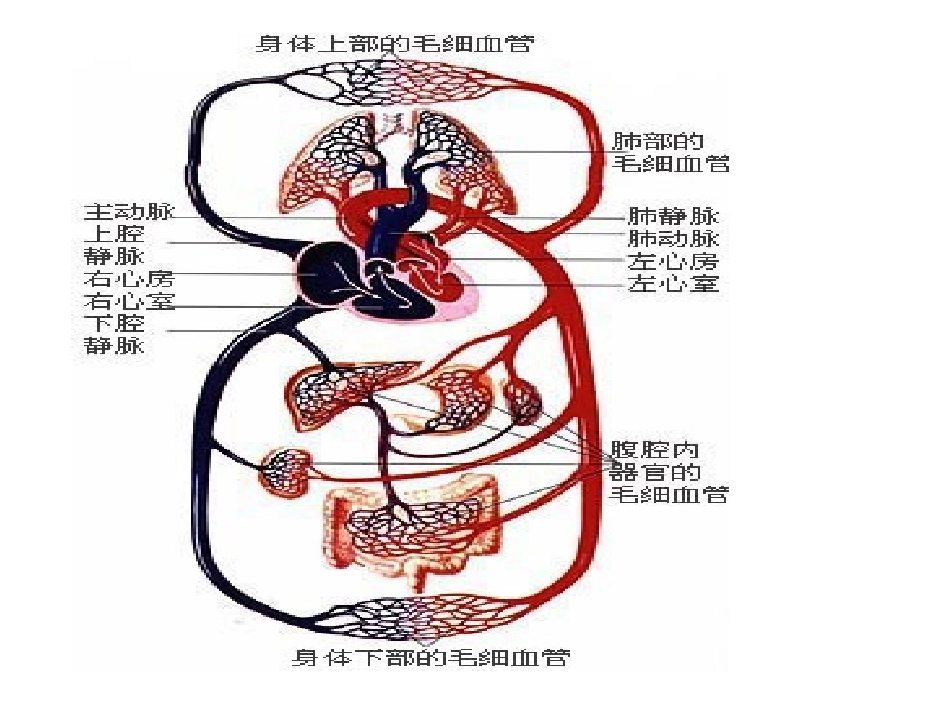 血液循环的途径_第2页