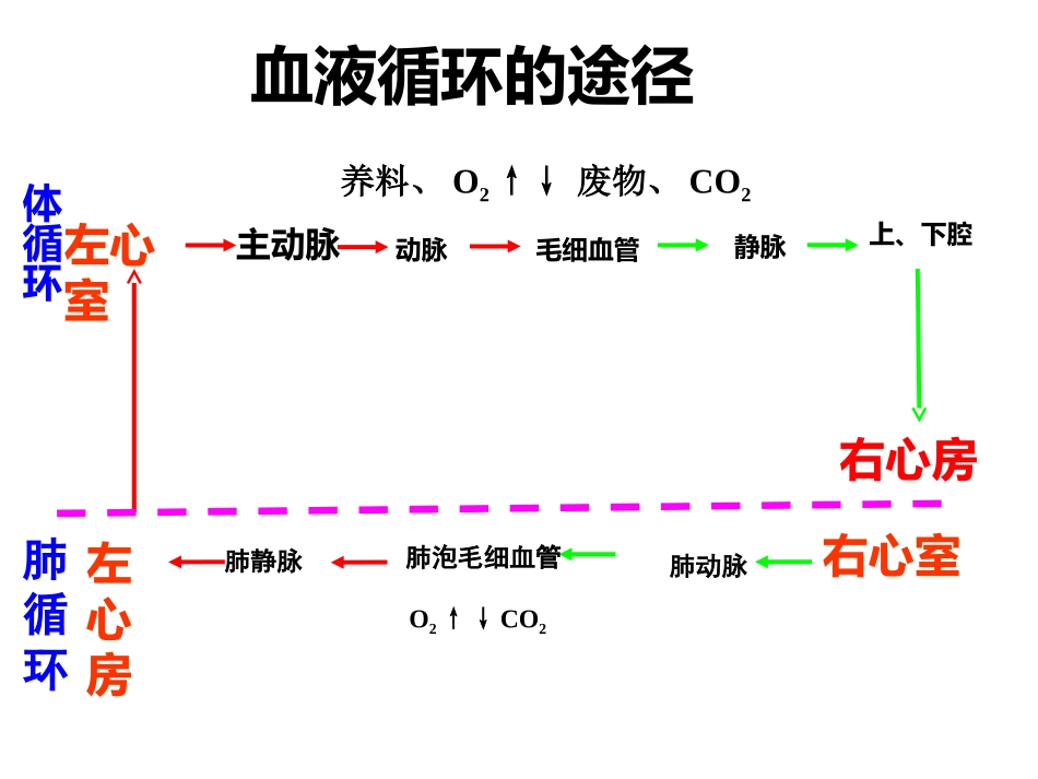 血液循环的途径_第3页