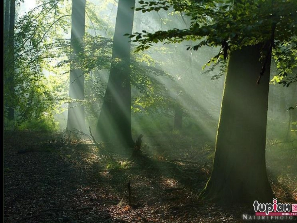 《松鼠》课件（北师大版三年级下册语文课件）李丽萍_第3页