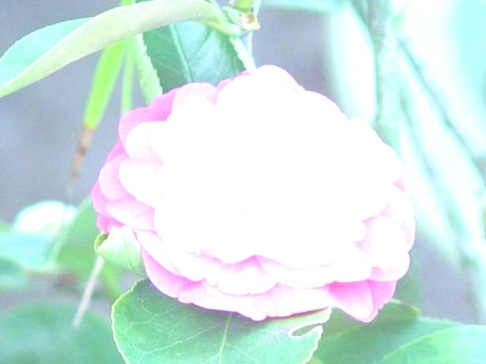 自己的花儿是给别人看的1_第1页