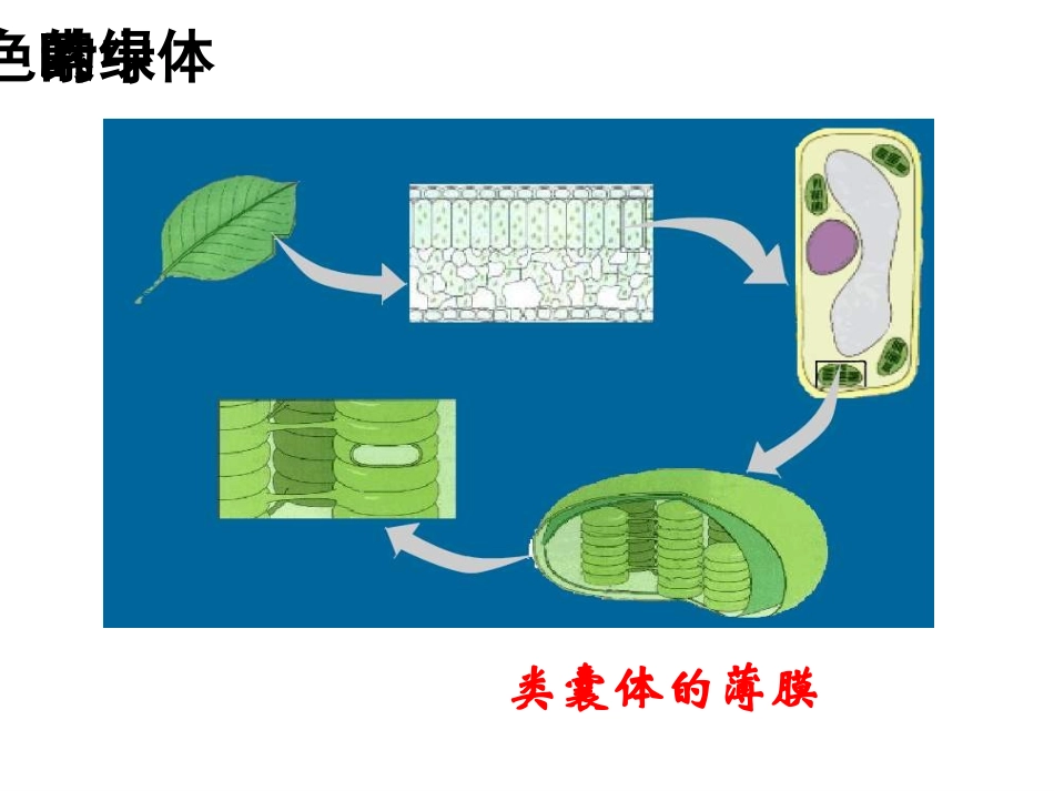 人教版必修1第5章第4节能量之源-光与光合作用（共22张PPT）_第2页