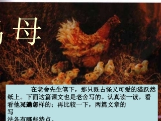 人教新课标四上《母鸡》PPT课件1