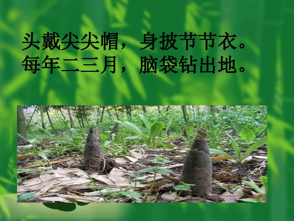 苏教版一年下春笋_第2页