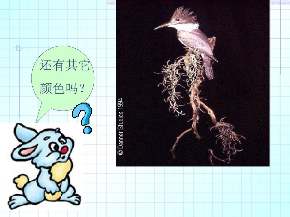 小学语文第六册《翠鸟》课件_第3页