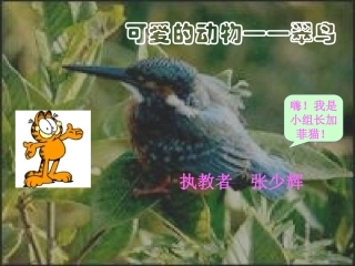 小学语文第六册《翠鸟》课件