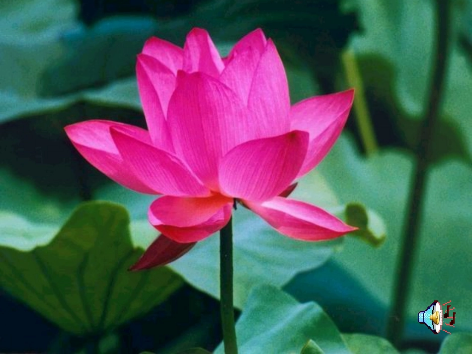 汕头市桂花小学朱文香《荷花》课件_第2页