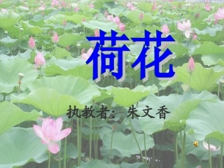 汕头市桂花小学朱文香《荷花》课件