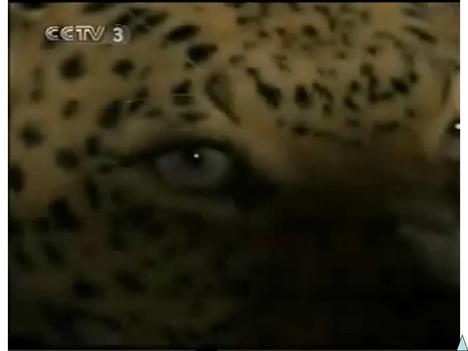 鄂教版小学科学五年级下册《动物的防御》课件_第2页