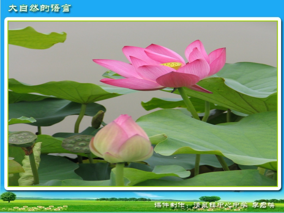 大自然的语言蔡丽_第3页