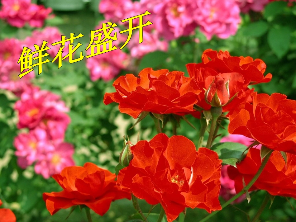 巨人的花园 (3)_第3页