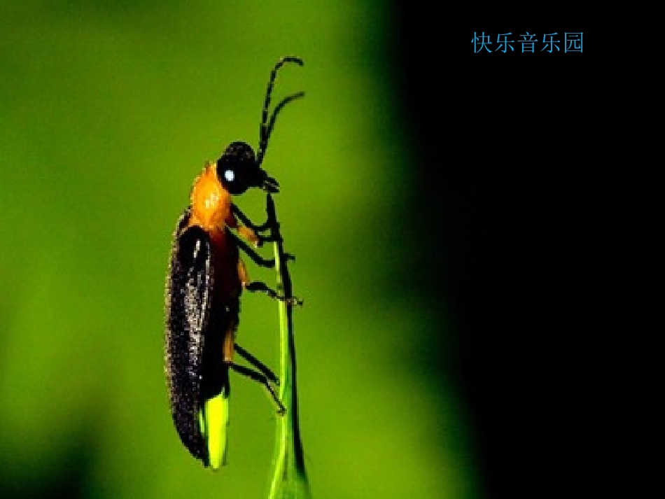 一年级音乐下册_萤火虫_1课件_苏教版_第3页