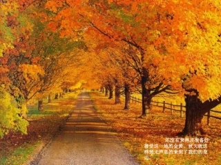 北京香山红叶